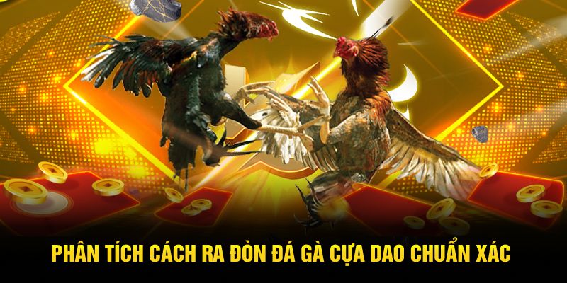 Phân tích cách ra đòn đá gà cựa dao chuẩn xác