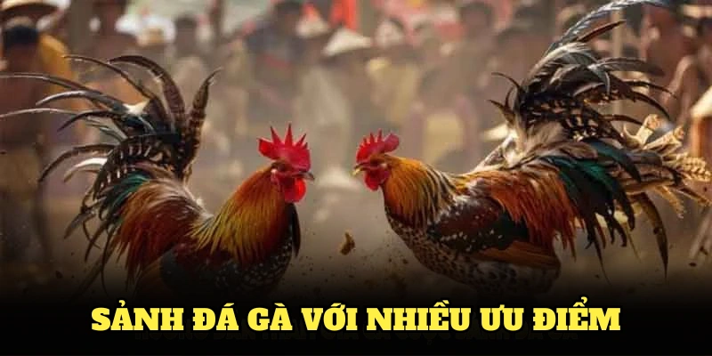 Sảnh đá gà với nhiều ưu điểm nổi bật nhất